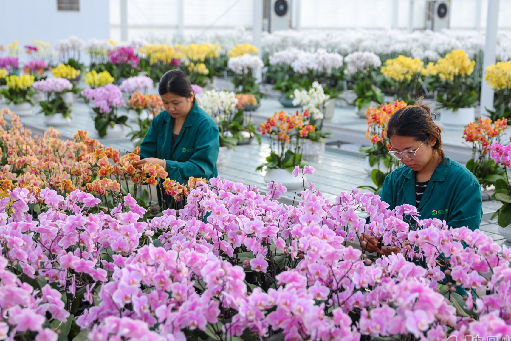 In pics: Flower industry promotes rural revitalization in Tengzhou, Shandong